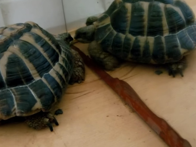 Asa reactioneaza o broasca testoasa cand se uita in oglinda