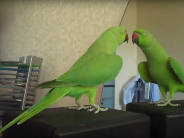 Reactia papgalului cand se vede in oglinda