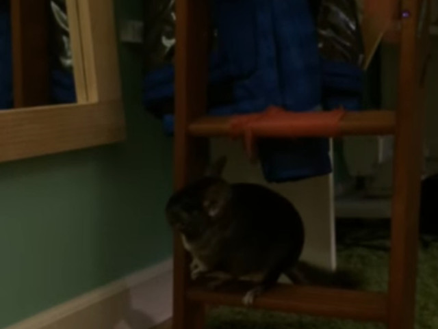 Chinchilla, uitandu-se in oglinda