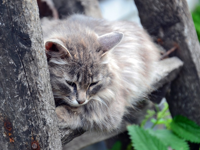 O pisicuta care pare ca trece prin momente dificile