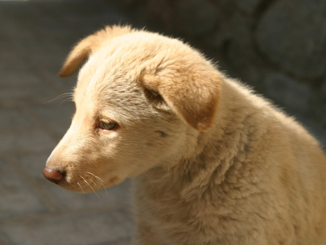 Un catel atat de abatut, incat...