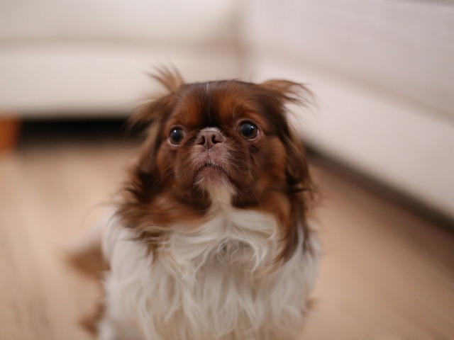 ...nimic nu pare sa-l poata consola