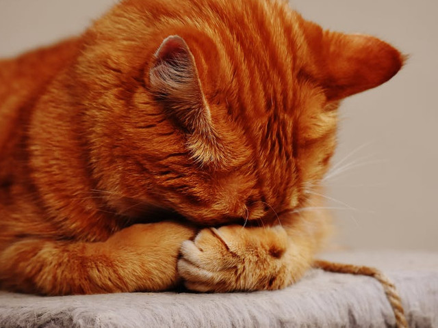 Nici nu isi poate arata privirea