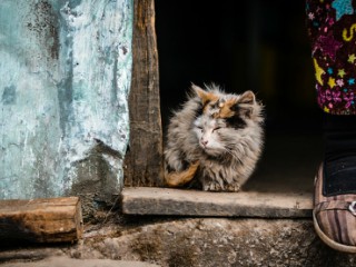 Nu se mai ingrijeste