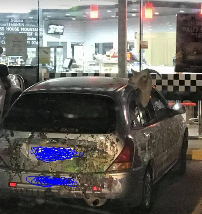 Este absolut normal sa ai o capra in masina