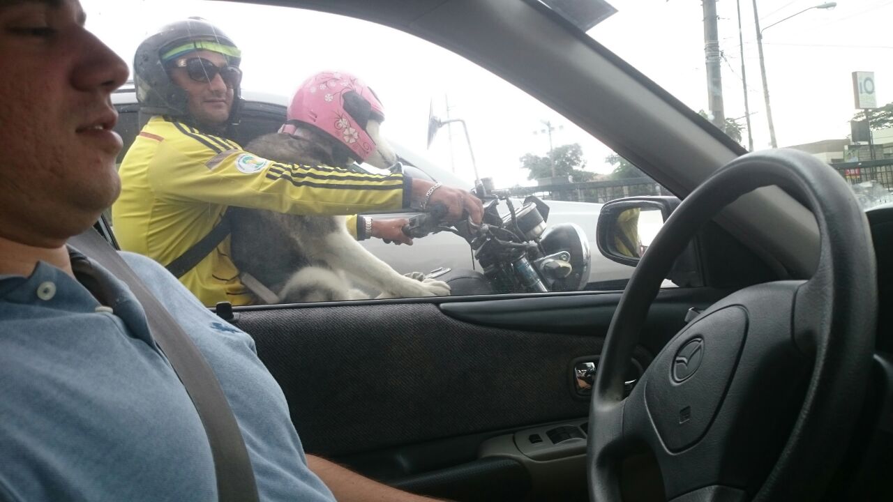 Un caine la... volan