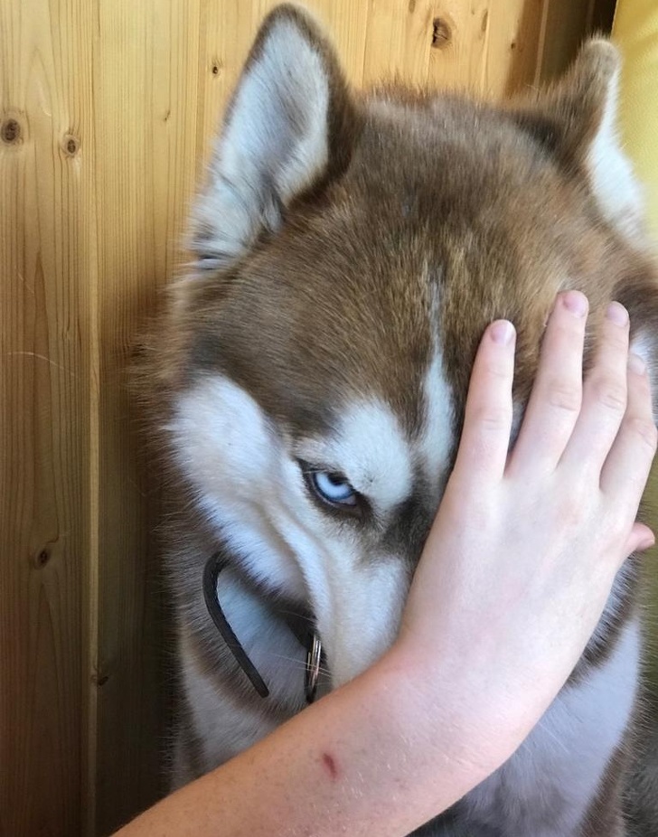 O privire nu foarte prietenoasa