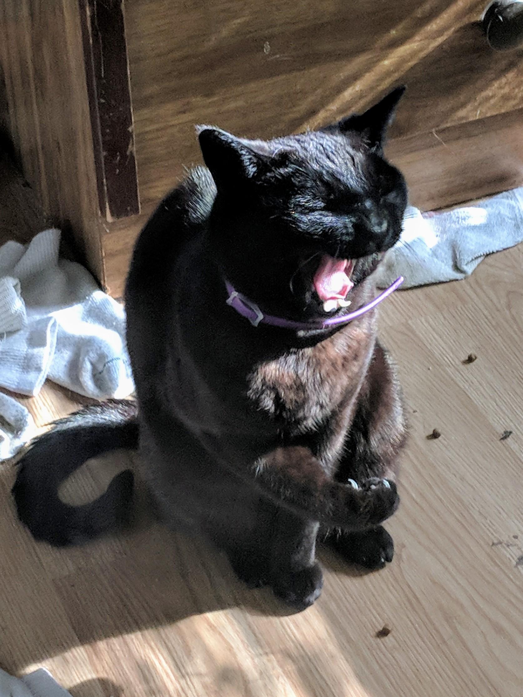 Probabil un tipat de bucurie