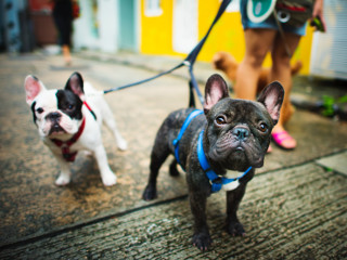 Planuieste plimbarile