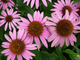 Ceai de echinacea