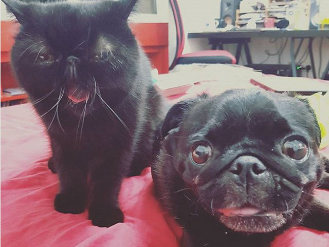 Cine zice ca o pisica si un caine nu pot fi prieteni?