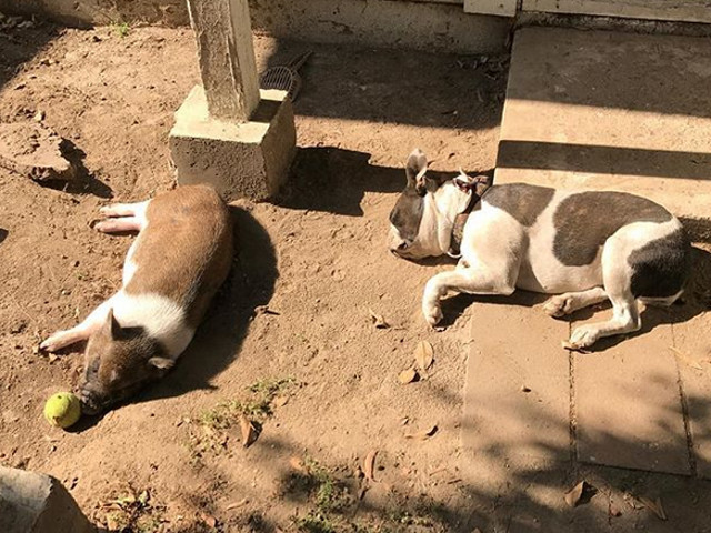 Care e cainele si care e porcul?