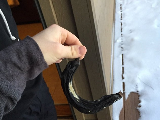 O banana uitata intr-un garaj de cativa ani