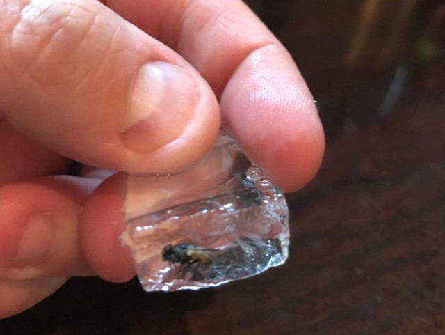 O musca intr-un cub de gheata