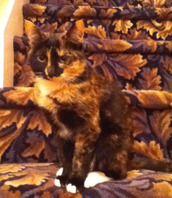 Blana pisicii se asorteaza perfect cu mocheta de pe scari