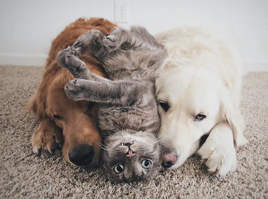 Cei mai buni prieteni