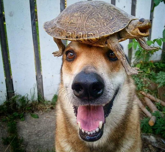 Se pare ca poate tine orice pe cap