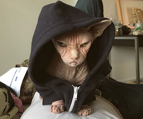 Poate nu-i place costumatia