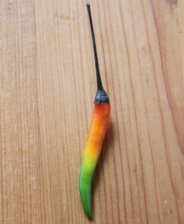 Un ardei care pare sa indice gradul de iuteala