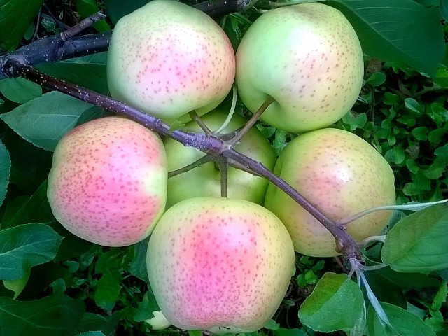 Perfectiune intruchipata