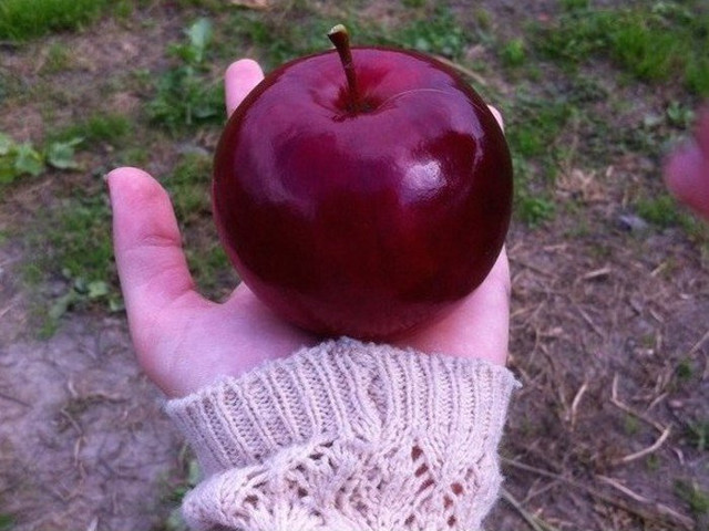 Cu siguranta asa arata marul perfect