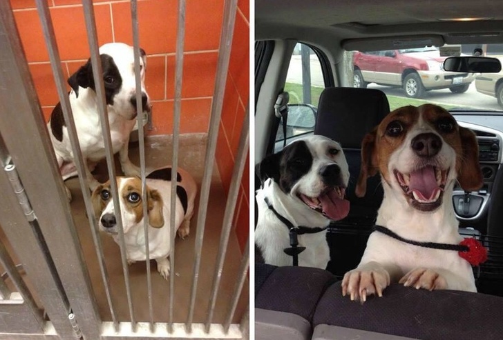 In centru de animale / afara