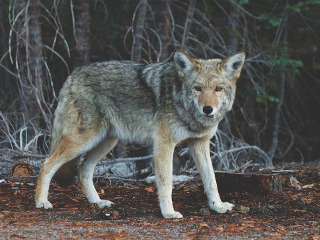 Coiotii pot vana impreuna cu bursucii