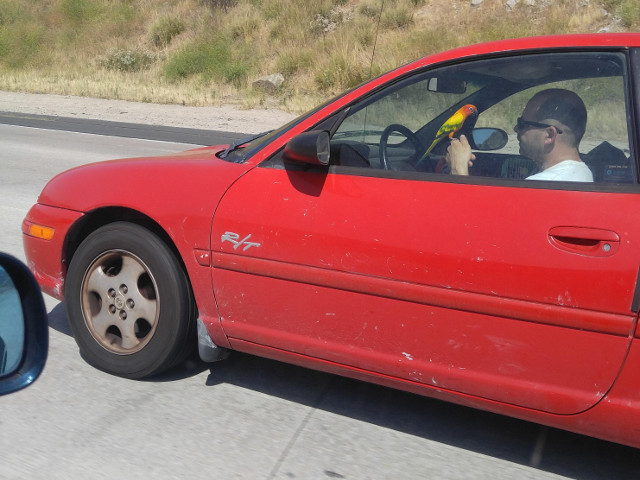 De vorba cu papagalul