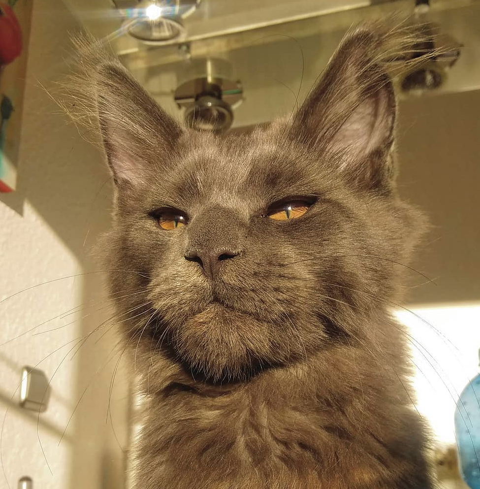 Imagini care surprind frumusetea aparte a pisicilor din rasa Maine Coon