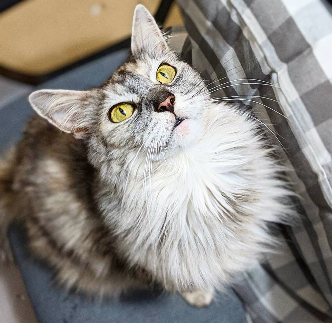 Imagini care surprind frumusetea aparte a pisicilor din rasa Maine Coon