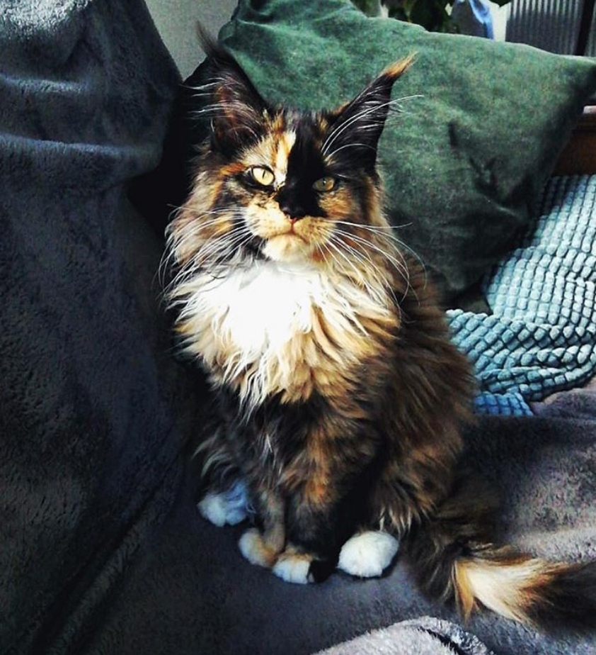 Imagini care surprind frumusetea aparte a pisicilor din rasa Maine Coon