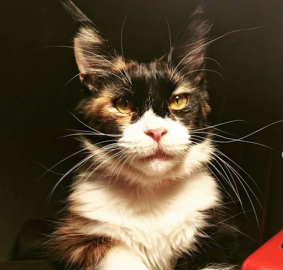 Imagini care surprind frumusetea aparte a pisicilor din rasa Maine Coon