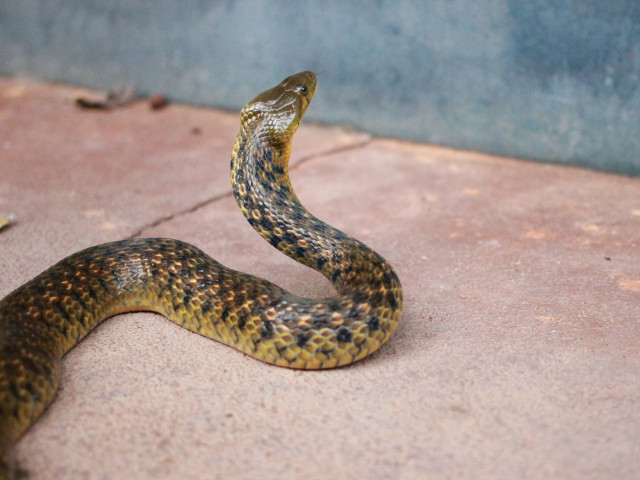 Frica de serpi arata ca stii sa apreciezi oamenii si relatiile de prietenie