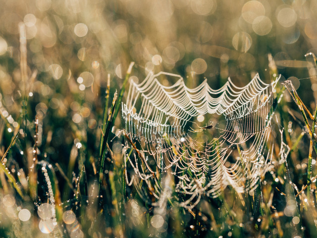 Teama de paianjeni semnaleaza ca esti un lider