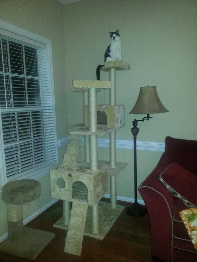 Sotia s-a suparat ca sotul a cumparat un asemenea ansamblu de joaca pentru pisicuta lor oarba, fiind de parere ca nu o sa urce pe asa ceva, insa 36 de ore mai tarziu, felina era deja cocotata in varf