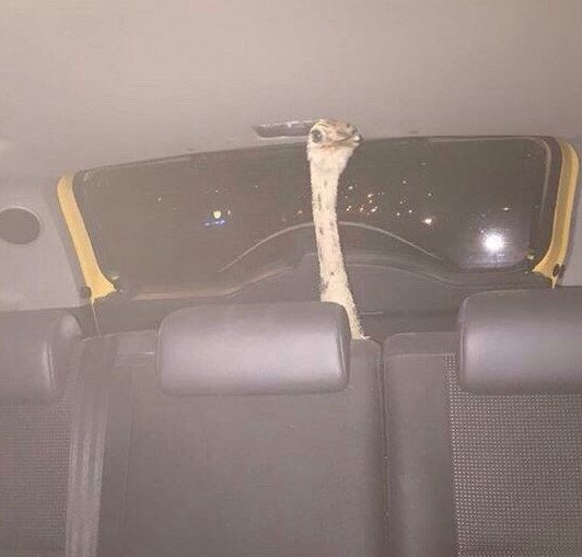 Imaginea primita dupa ce nu a crezut ca sora prietenei ei a luat un strut