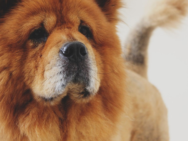 Uriasul cu privire blanda