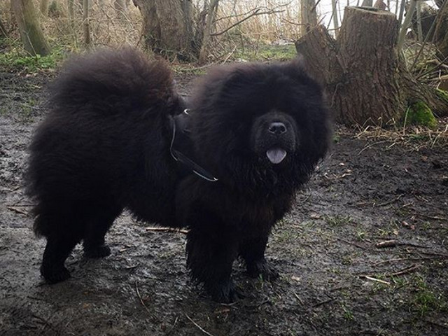 Chow Chow negru