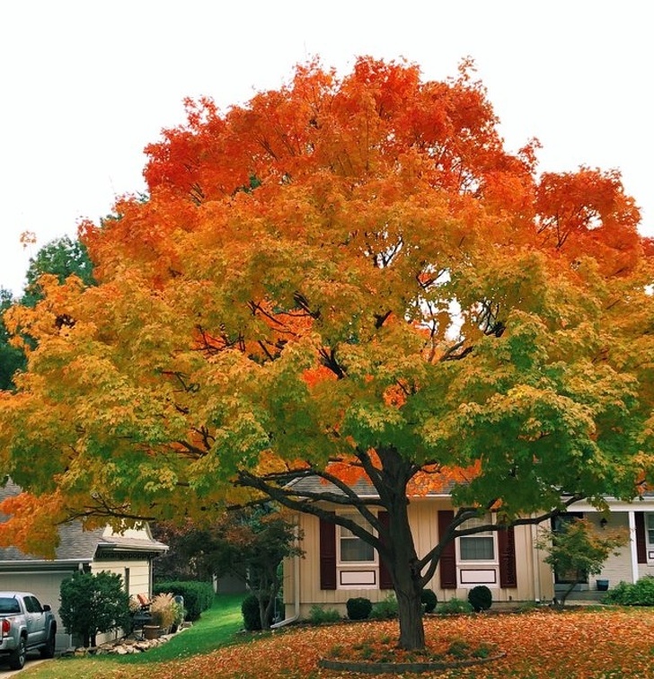 Un copac cu gradient de culoare pictat parca de mana unui perfectionist
