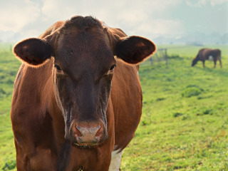 Sa protejezi animalele