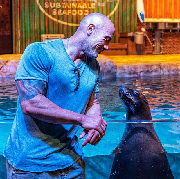 La "discutii" cu o foca