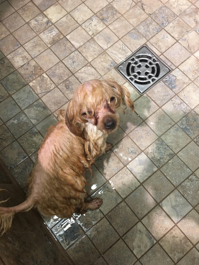 In mod evident nu ii place dusul