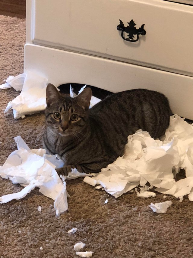 In caz ca te intrebai unde a disparut hartia igienica