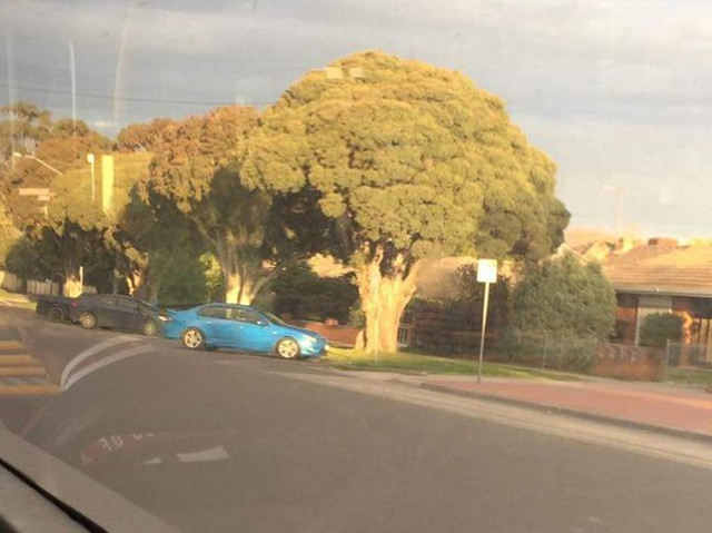 Copac ce arata ca un broccoli