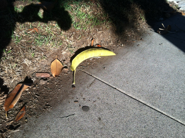 Frunza ce arata ca o banana