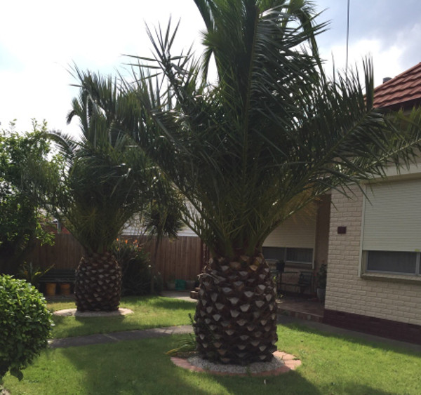 Copaci care arata ca niste ananasi