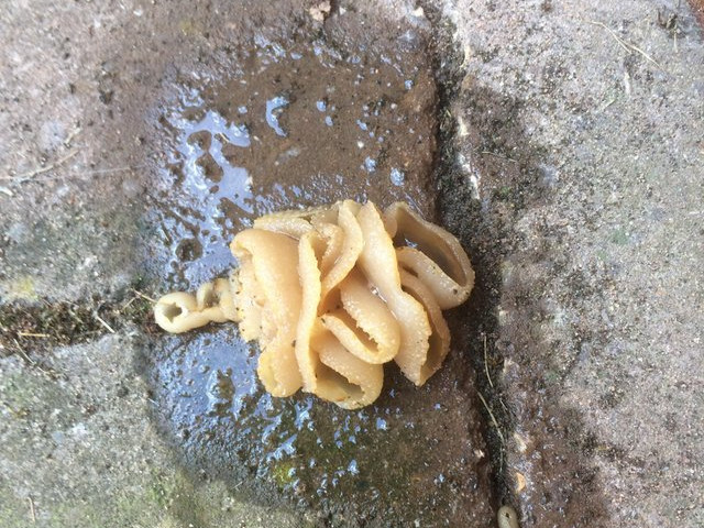 Arata chiar ca o pasta