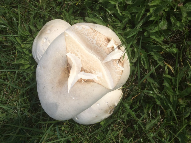 Ciuperca care seamana cu un popcorn