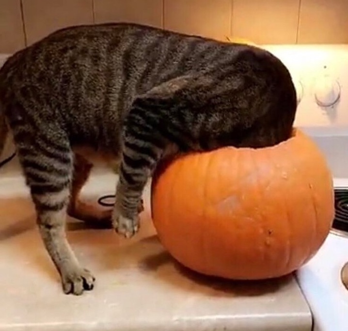 O pisica prea curioasa