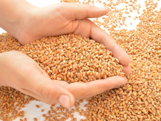 Se pune grau la incoltit